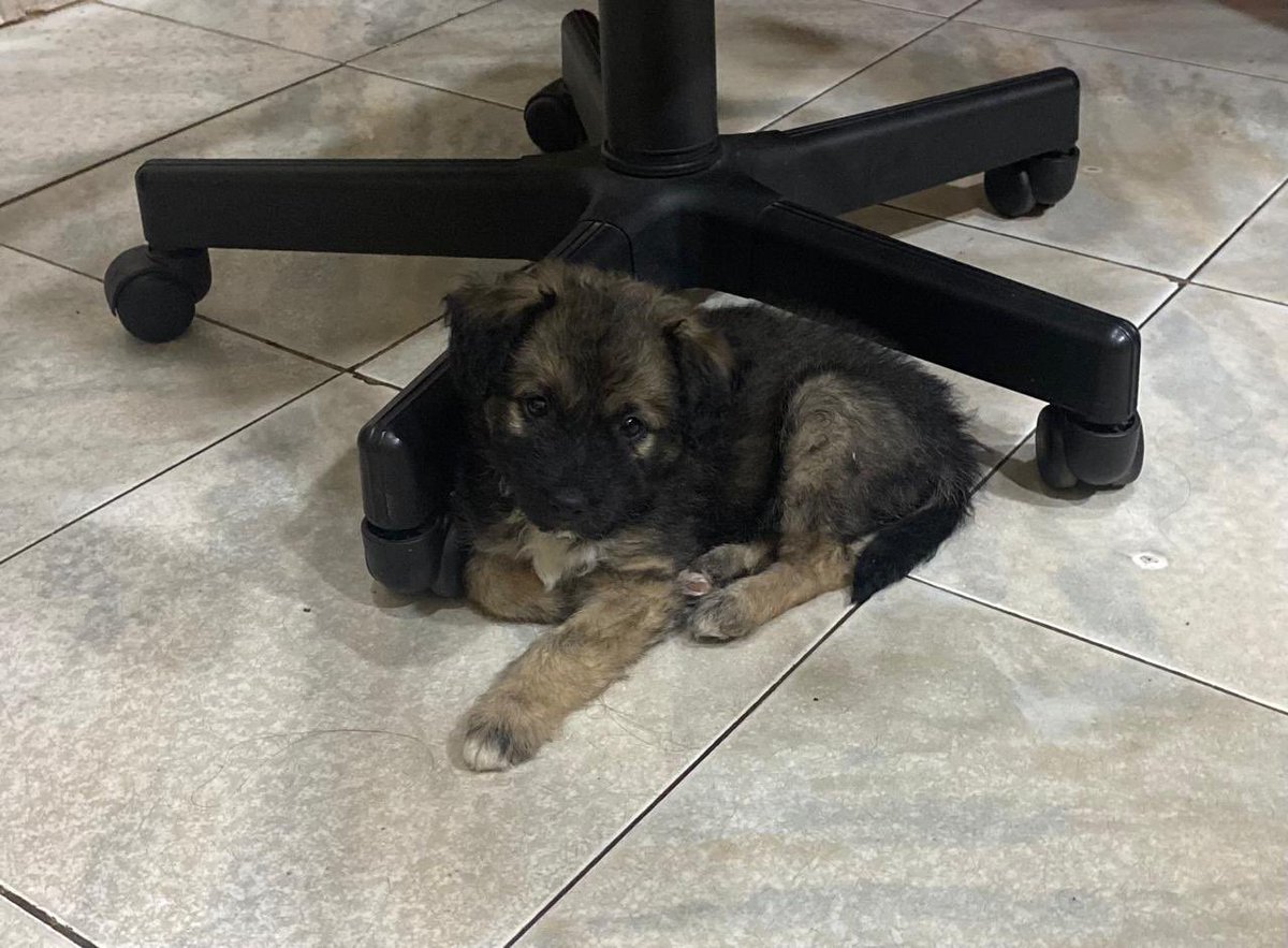 Proyecto 4 Patas tweet media