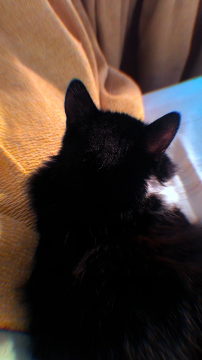 Ella nota que la cosa no está bien, aquellos que tenemos animales sabemos que ellos nos hacen llegar su amor y cariño estando a nuestro lado. 
#Gorda 🤍🖤