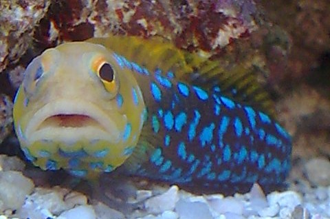 pattayascuba's tweet image. The Blue-spotted Jawfish

Describing small marine fish as "fun" and "charismatic" is slightly unusual. Yet, if you're keeping #jawfish as pets in an #aquarium you'll see that's exactly how they behave.
#scubadiving #snorkeling

private-scuba.com/sea-life/marin…