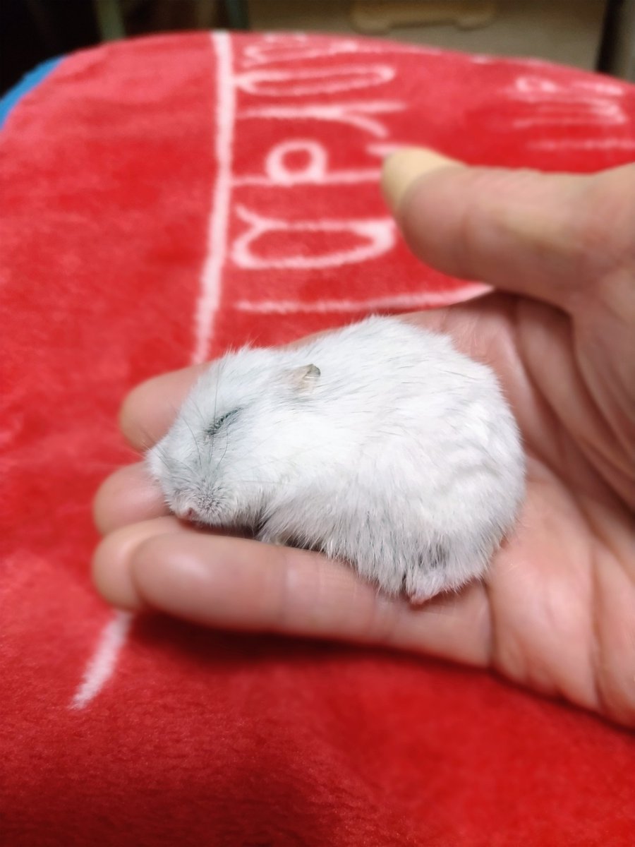 琴🐹🍀 tweet media