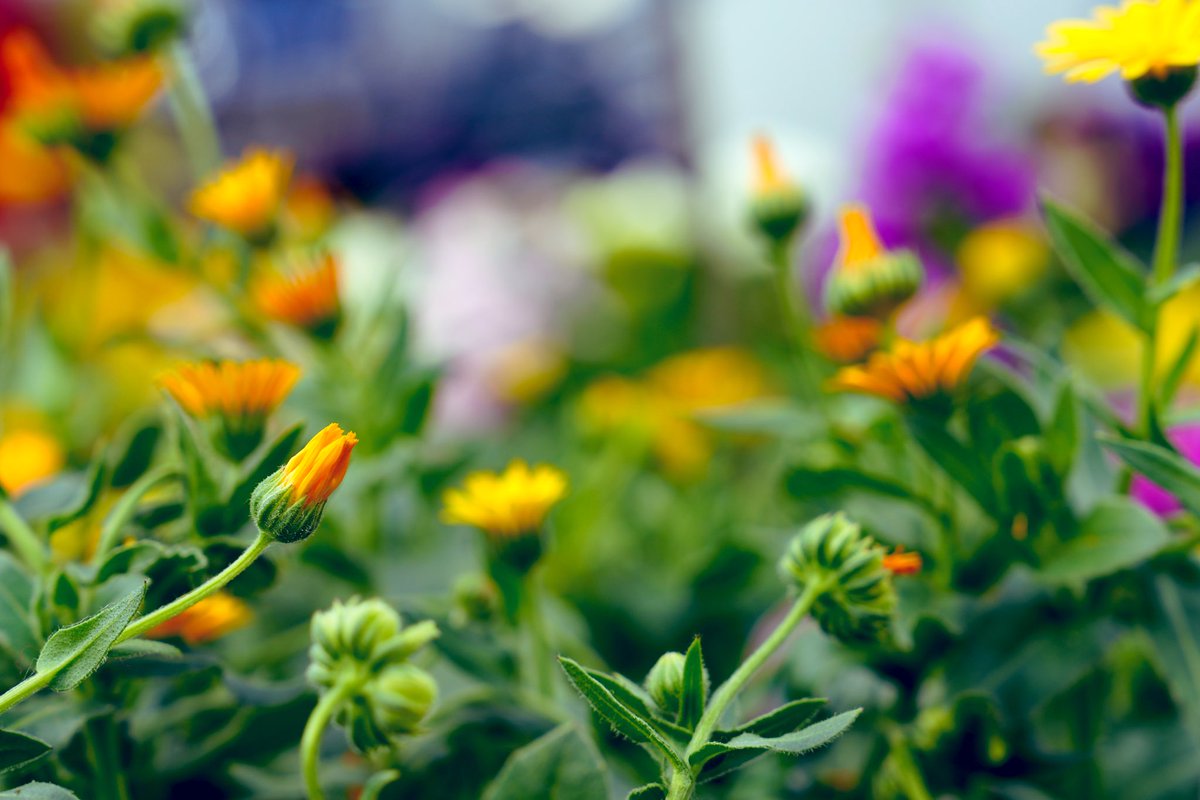 花は強く生きようとする

しがらみがあっとしても

寒さに耐え必死に生きる

人間も強く生きなければ

困難や苦しみや悲しみを

乗り越えて必死に生きる

花も人も命あるからこそ

生きようとするからこそ

成長でき命の大切さ知る

＃お花が奏でる私の世界　＃生きる