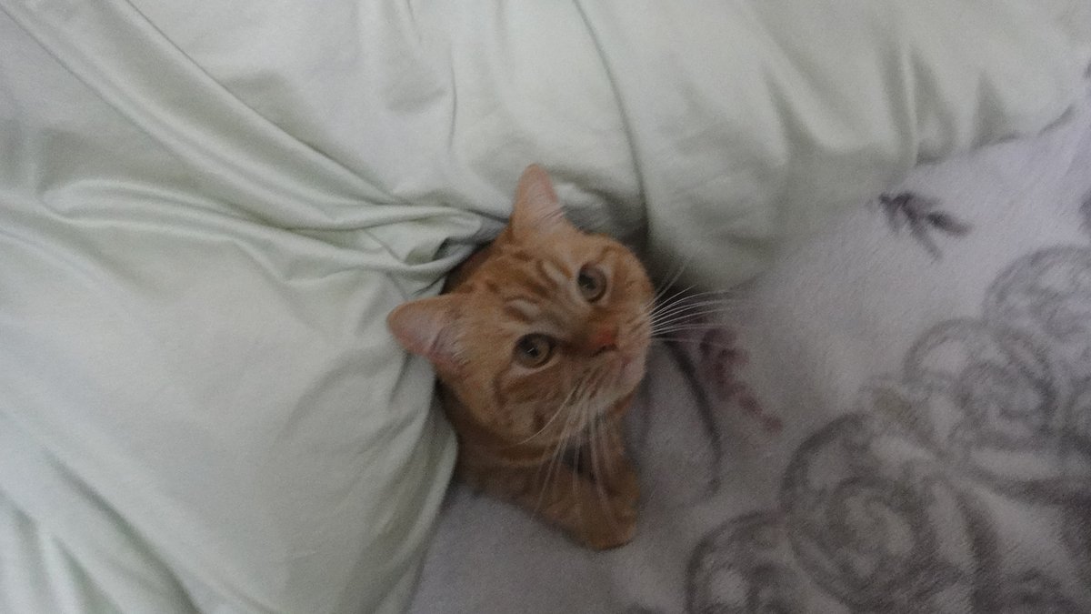 uBg3tA5OFRdyFQS's tweet image. おやすみ💤
クメタケ家、№1：コロン（🌈）、№2：ライム、№3：チビ太（🌈）
愛たいですな
刻が戻ればなぁ
#毎日が猫の日 #猫好き #保護ねこ