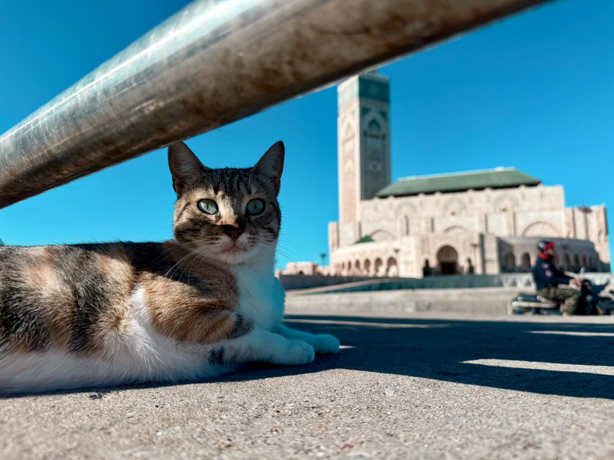 PlushMadeThug's tweet photo. Halal cats🙌🏼🙌🏼 https://t.co/3Qhj9stBbw