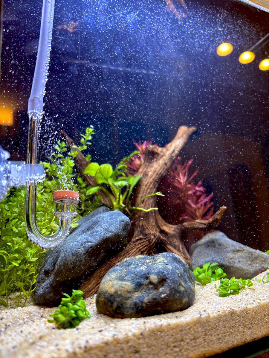 トキワ🌿 (@tokiwa_aquarium) / Posts / X