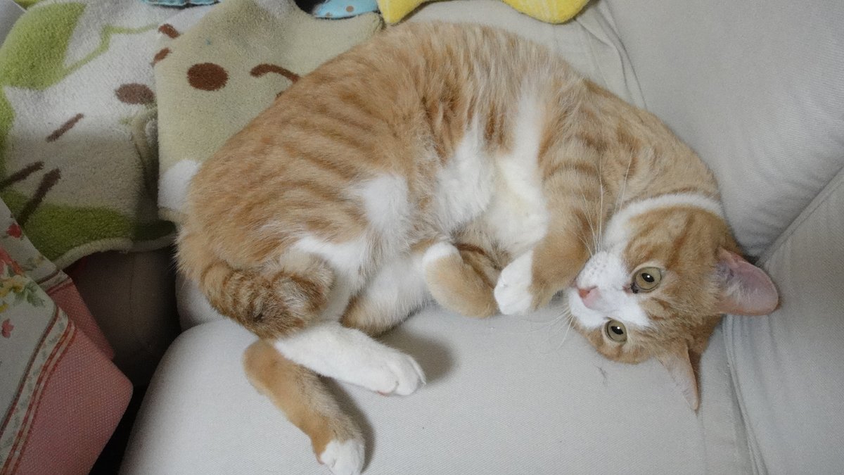 uBg3tA5OFRdyFQS's tweet image. おやすみ💤
クメタケ家、№1：コロン（🌈）、№2：ライム、№3：チビ太（🌈）
愛たいですな
刻が戻ればなぁ
#毎日が猫の日 #猫好き #保護ねこ