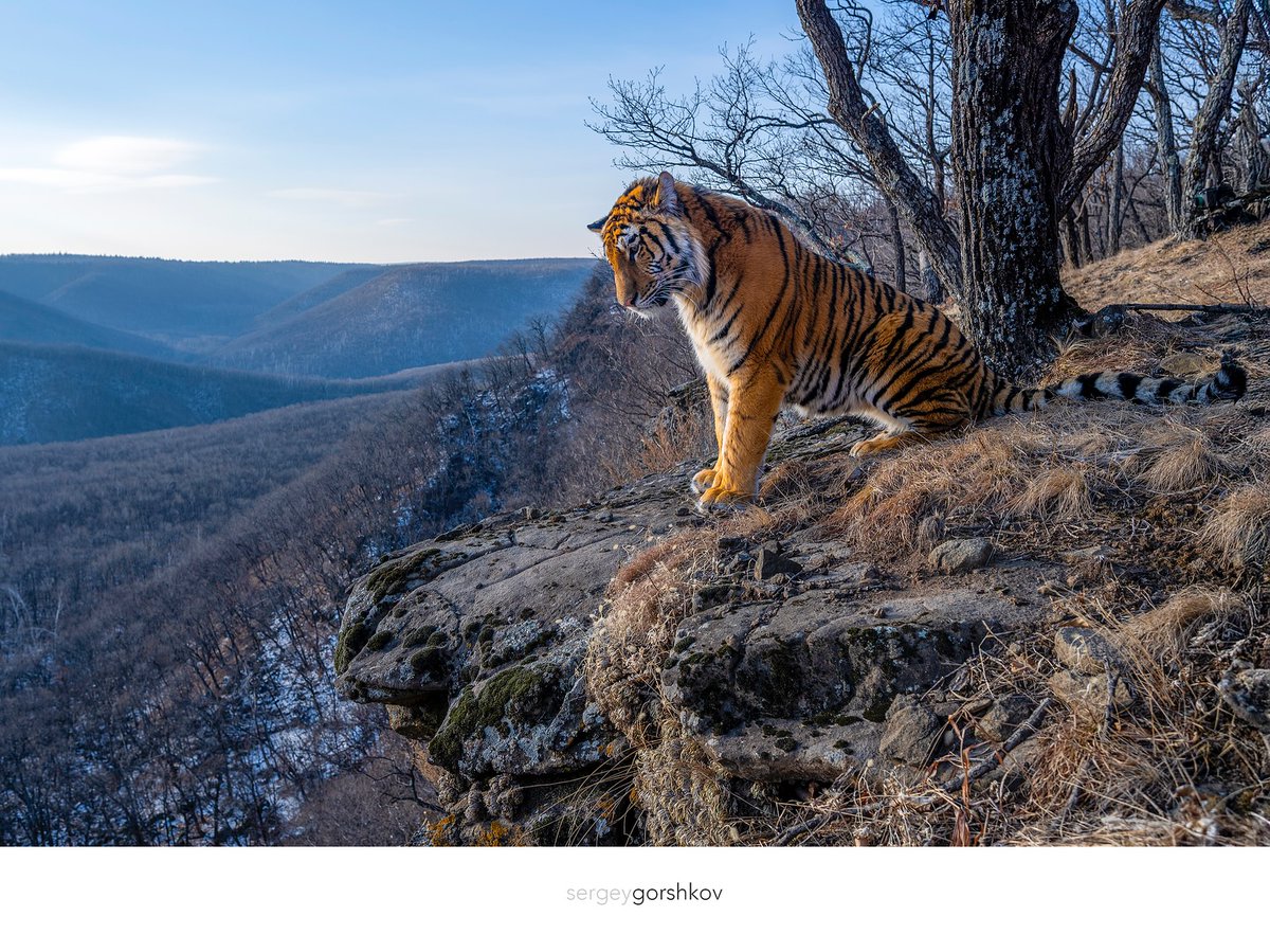 SMNK1972's tweet image. The magnificent Siberian Tiger. What a stunning cat they are. So rare to see photographs of them. Credit again to Sergey Gorshkov