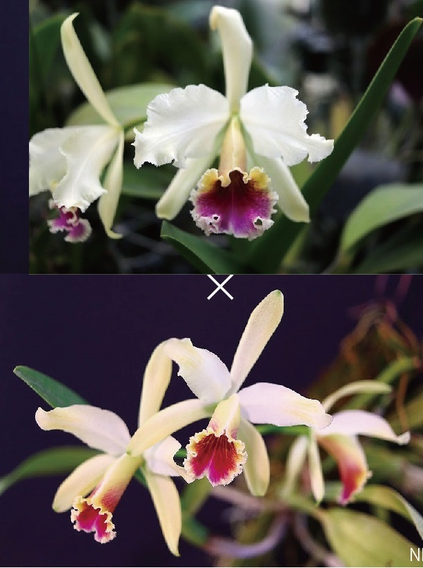 NK】 (@nknk81191345) / Posts / X