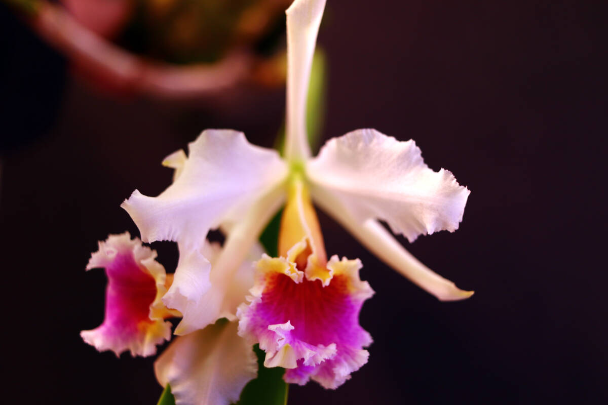 天空の花 NK】 (@nknk81191345) / Posts / X