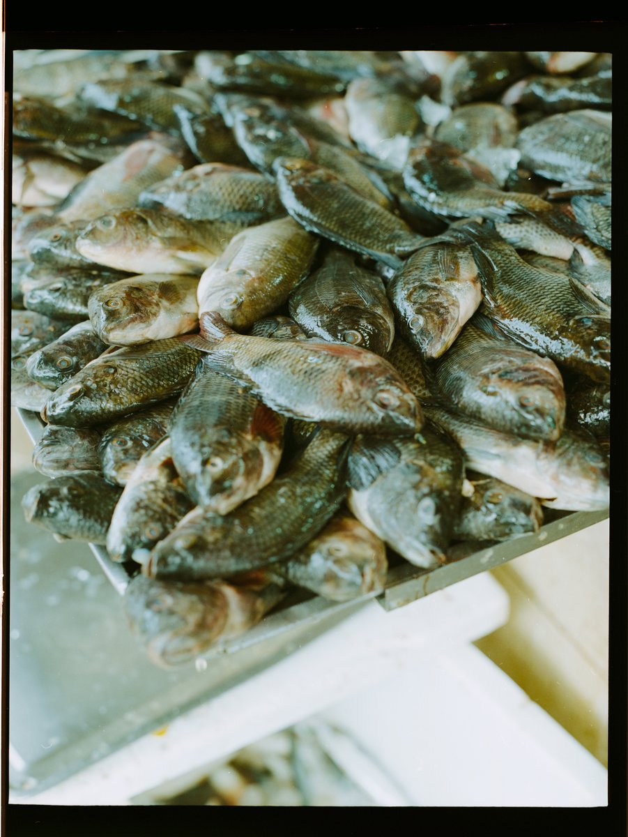 PUBLIC MARKET ARCHIVE
Baguio, Philippines