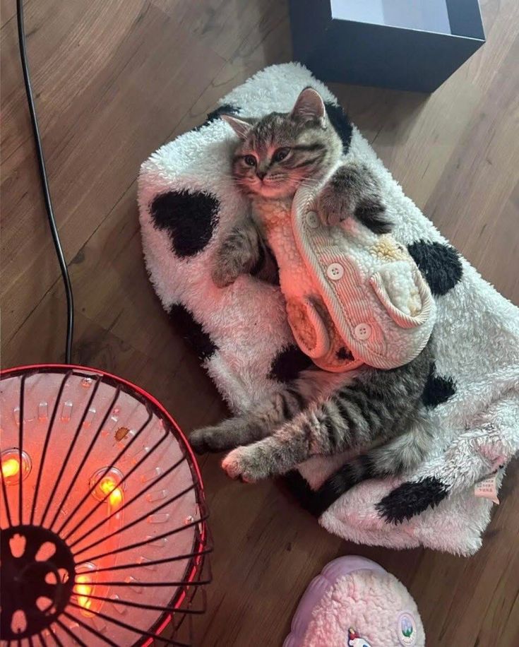 postsofkittens's tweet image. 