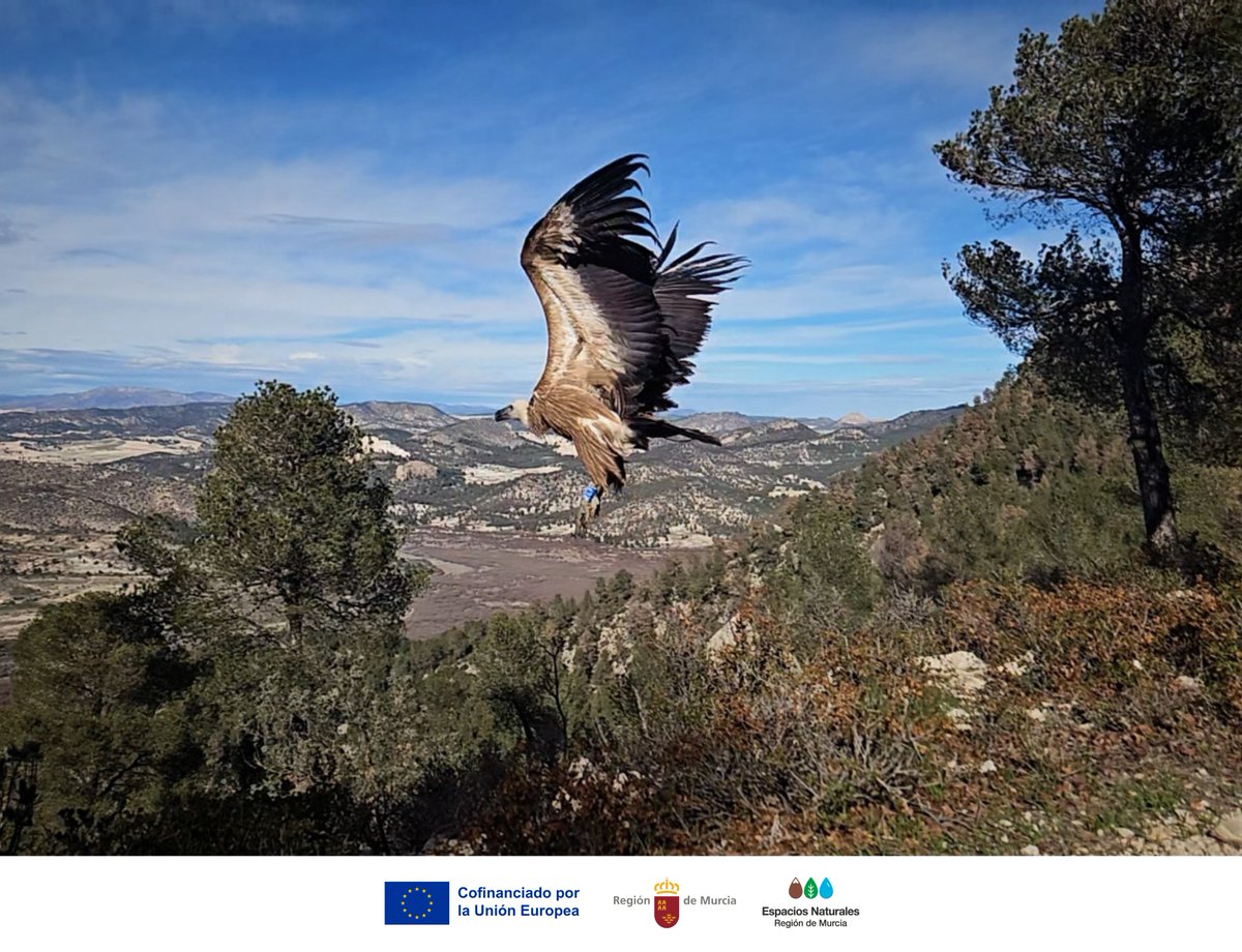 EspNaturalesMur's tweet image. Este domingo 23 de noviembre, #CorazónSolidario dedica su emisión al #CRFS 🦅🐢

Una oportunidad para conocer cómo se rescata, rehabilita y devuelve la vida a los #EspaciosNaturales

📺 10:50 h en @la7tele
🔗 la7tv.es/blog/section/c…

#FaunaSilvestre #Conservación #Biodiversidad