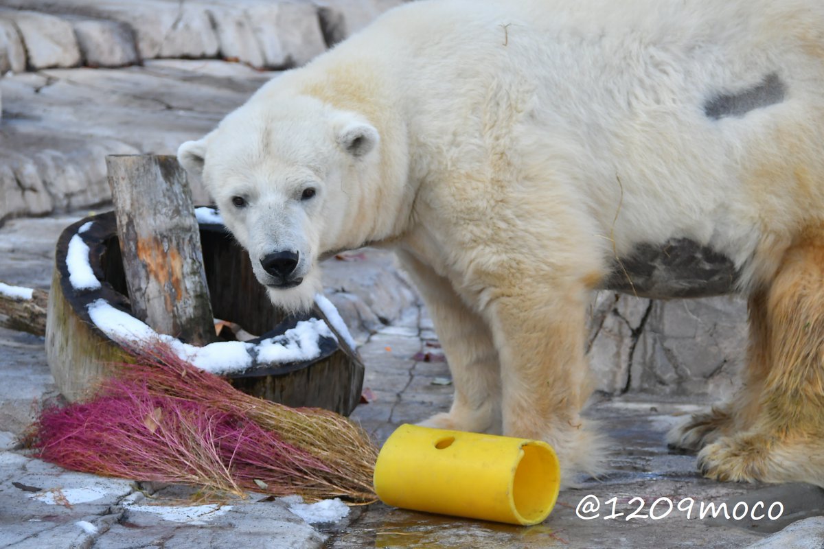 1209moco's tweet image. ララちゃん、31歳のお誕生日おめでとう🎂🎉🎊
今年も直接会ってお祝いができて本当に嬉しいよ🥹(コキアが花束💐みたい🥰)
これからも健康でいてね！そしてまた来年お祝いしようね😊
（20251120 円山）

#ホッキョクグマ 
#polarbear 
#円山動物園 
#maruyamazoo