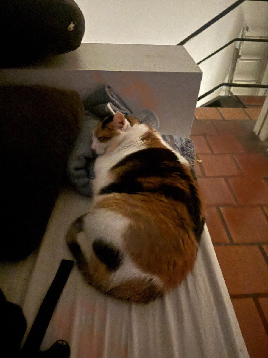 mbcse50's tweet image. I wasn’t hacking alone. Got a new friend who stayed with me and kept me company the whole night.