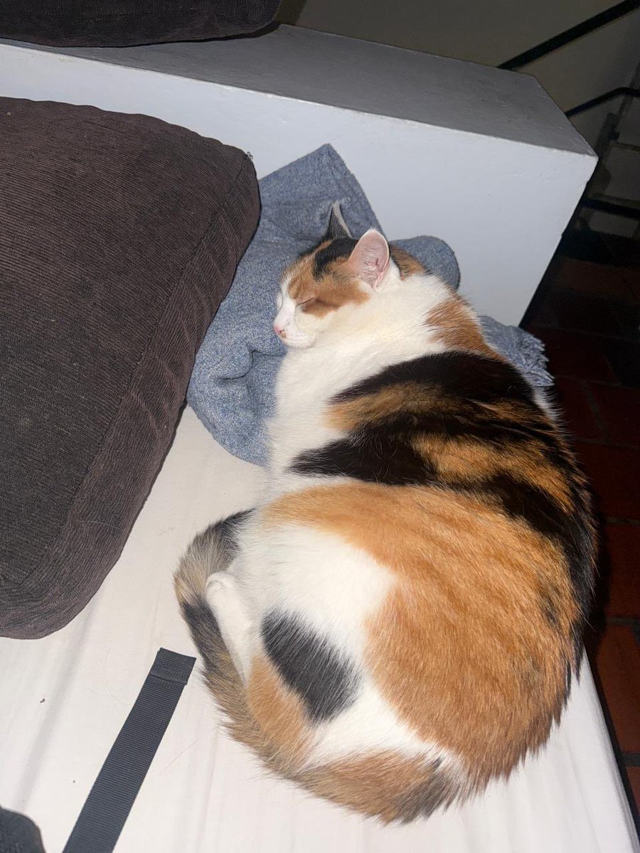 mbcse50's tweet image. I wasn’t hacking alone. Got a new friend who stayed with me and kept me company the whole night.