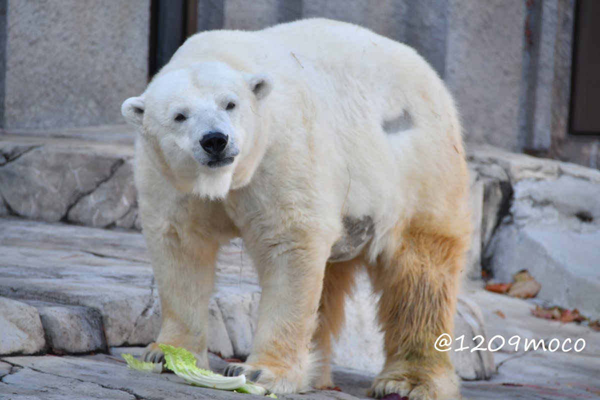1209moco's tweet image. ララちゃん、31歳のお誕生日おめでとう🎂🎉🎊
今年も直接会ってお祝いができて本当に嬉しいよ🥹(コキアが花束💐みたい🥰)
これからも健康でいてね！そしてまた来年お祝いしようね😊
（20251120 円山）

#ホッキョクグマ 
#polarbear 
#円山動物園 
#maruyamazoo