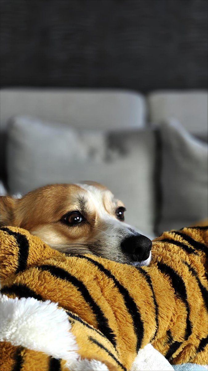 _TheEngineer86_'s tweet image. Soms maak je een foto van je huisdier en besef je later dat het echt een mooi foto is.

#Henk
#corgi