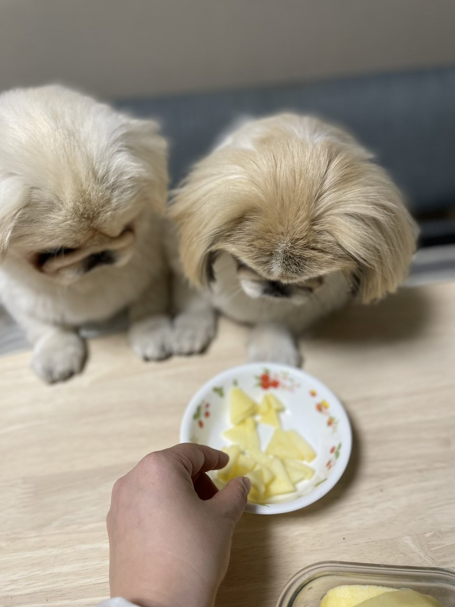 だいふくtoニコ (@pekidaifuku0718) / Posts / X