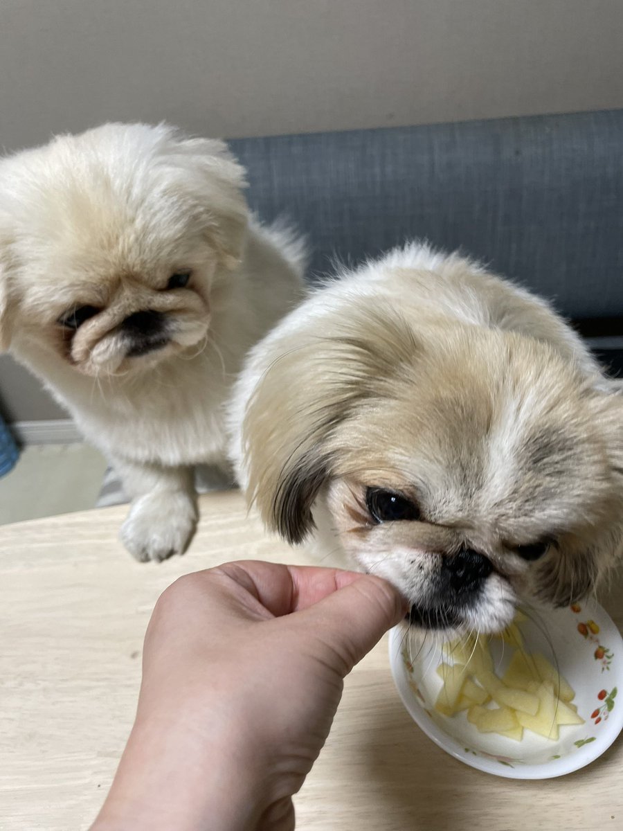 だいふくtoニコ (@pekidaifuku0718) / Posts / X