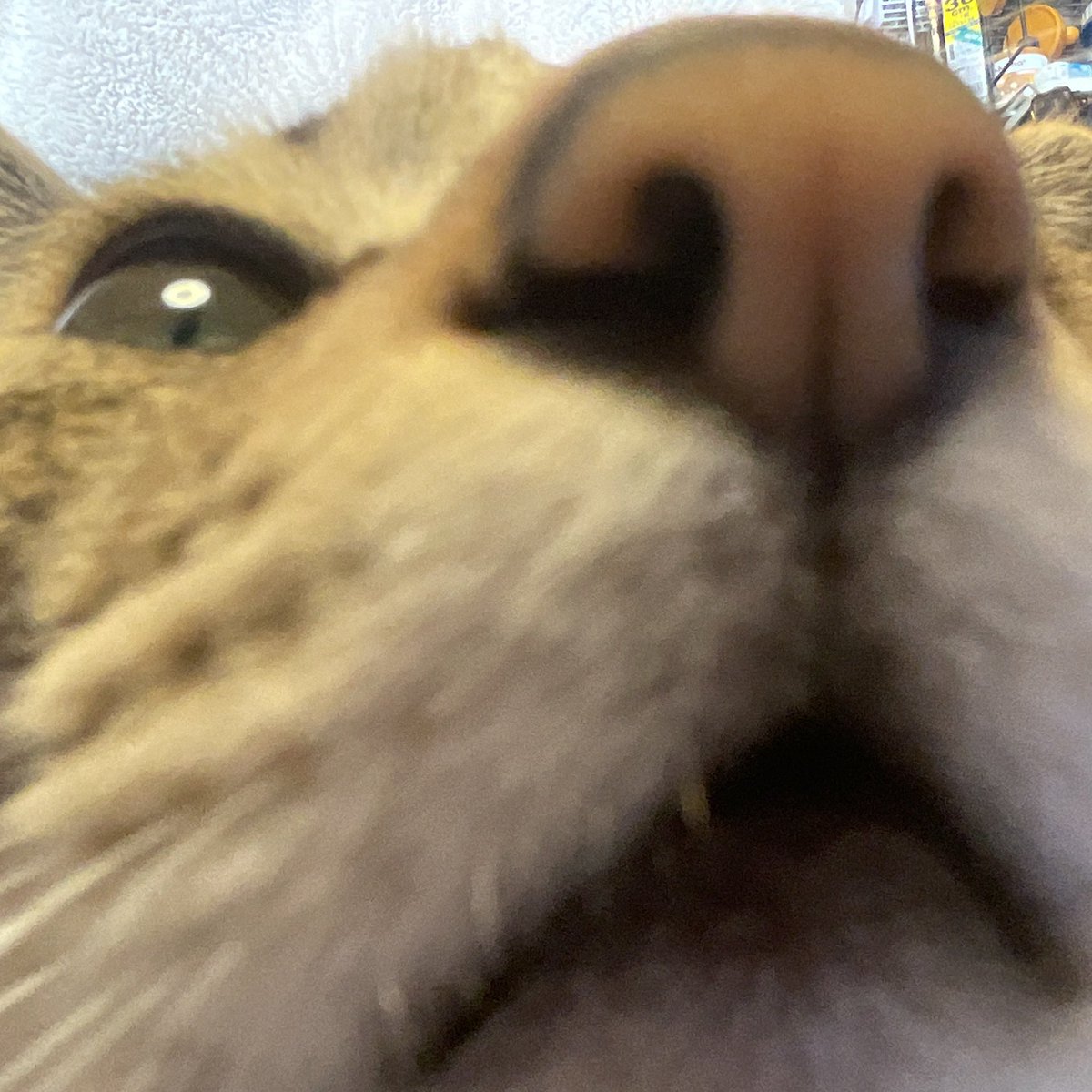 retrobaragit's tweet image. 今宵は土曜日LIVEの打合せリハでした😌
とにかくこの組はコンセプト企画が優れてるので、全体を把握しないと足を引っ張りかねない😵
取り敢えずは何とかなったカナ…😅

そして明日は本隊の方のリハ練です😭
おニャすみバハハイ🐏💤
#ネコ  #練習日