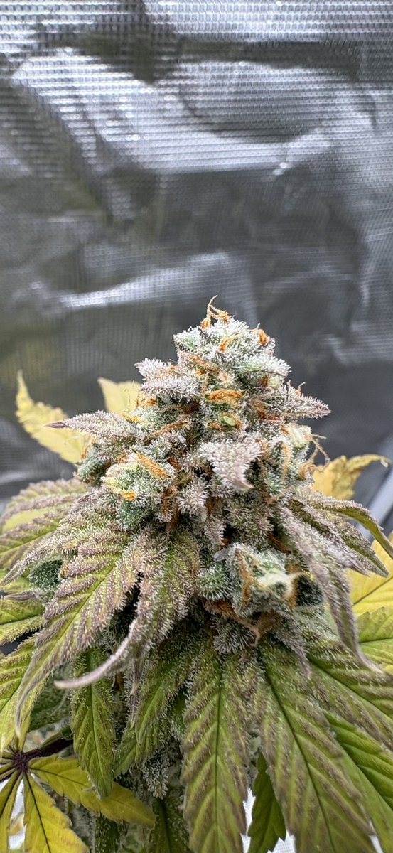 GrowsOhio's tweet photo. She is ready! About 32 hrs to chop!!! 🥶🥶🥶Let’s grow baby!!! https://t.co/xZyPAtMMvt