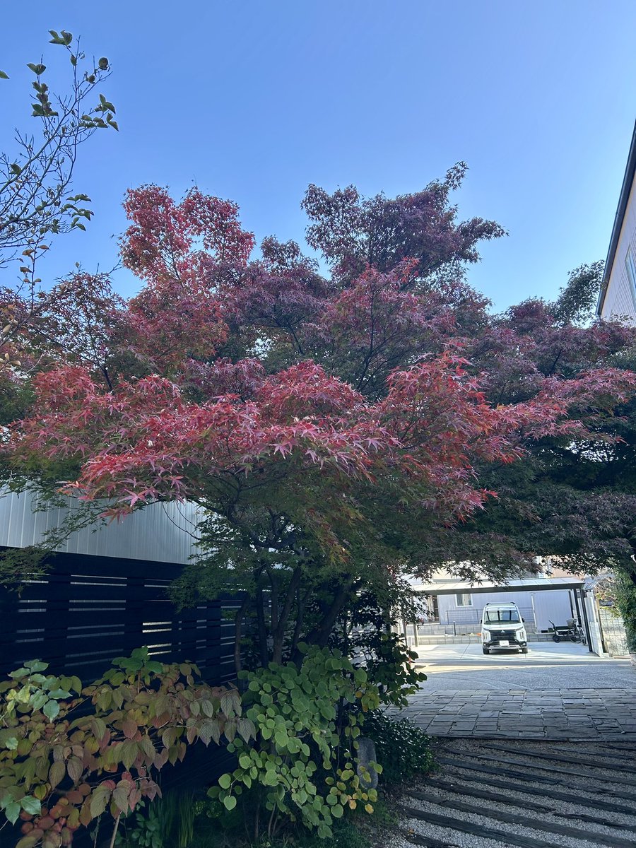 kuuwork's tweet image. 紅葉🍁