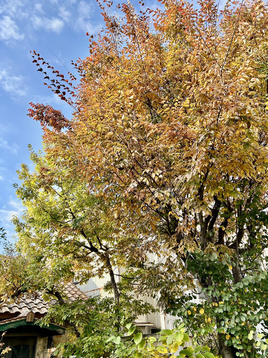 kuuwork's tweet image. 紅葉🍁