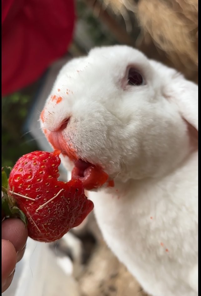 We’ve just had a look and realised that Pumkin is in fact 12/13 years old. This beautiful little lady had a crappy start in life, she was used as a breeding doe until
She could no longer produce kits. When she was neutered her womb fell apart it had been so over used. She was