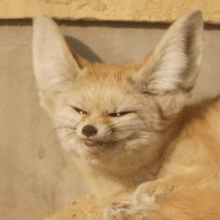 everyday_fox's tweet image. 