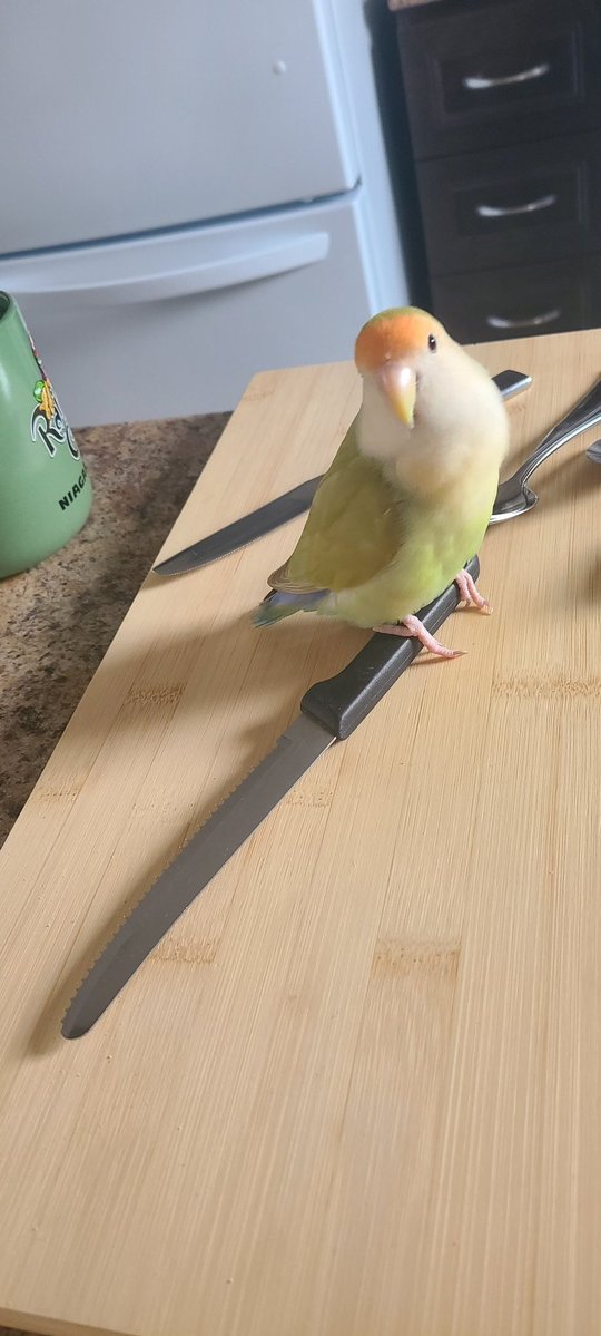 hiokleo's tweet image. My tweets are clearly not hitting my targeted audience....
Yall are more interested in Vtuber drama than my bird.😒
PRIORITIES PEOPLE! 🙌👉🦜