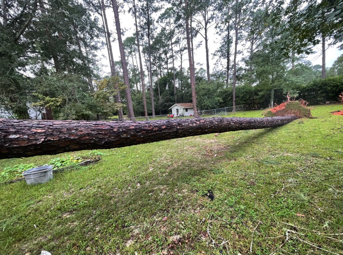 greenway_tree's tweet image. Trees don&apos;t wait for business hours to fall during storms. ⚡ 
Our 24/7 emergency service means professional help arrives when you need it most.

GreenwayTreeService.com
#EmergencyTreeService #TN