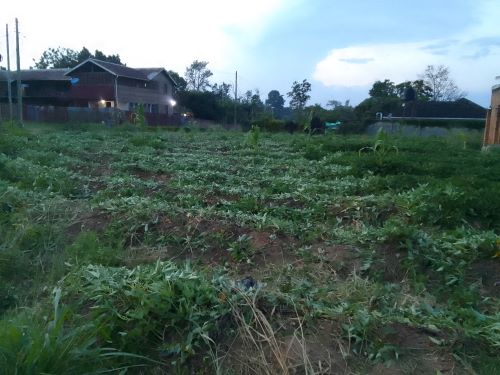 Westniletodayn2's tweet image. #Westnilenews #KigeziNews NUP PRESIDENTIAL CANDIDATE ROBERT KYAGULANYI PROMISES NEW UGANDA westnilenews.com/?p=7915 @NUP_Ug @2008gomu @mktaibot22 @HEBobiwine @kamukamafredie @jalleerick82326 @AruaInfocenter @karamojanews22 @SabirMusa16 @Be_Matata @phifymuzic @AruaInfocenter