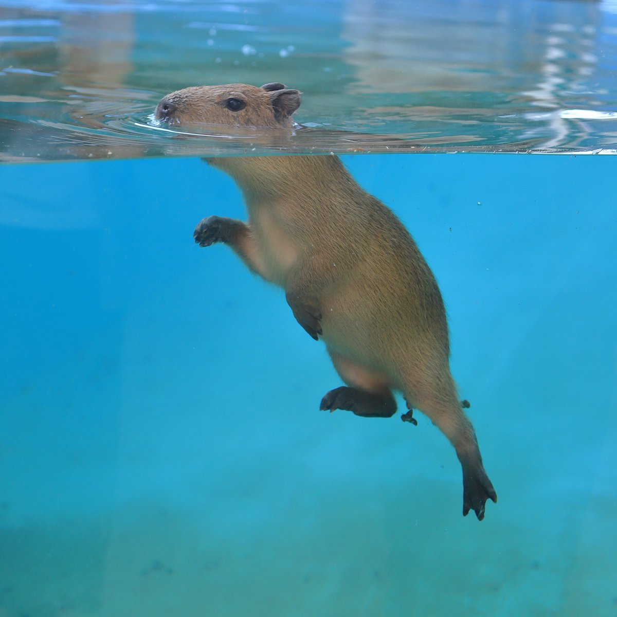 けろけろ (@capyanimal) / Posts / X