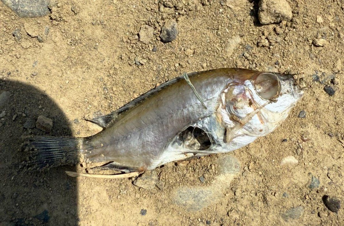 ¿Sabías que la 𝙙𝙚𝙥𝙧𝙚𝙙𝙖𝙘𝙞𝙤́𝙣 es una de las causas más subestimadas de pérdidas en la acuicultura? 🐟🦐
Aves, odonatos, mamíferos y reptiles pueden reducir 𝙝𝙖𝙨𝙩𝙖 𝙪𝙣 30% la biomasa en estanques abiertos.
𝘿𝙚𝙥𝙧𝙚𝙙𝙖𝙘𝙞𝙤́𝙣 𝙮...
panoramaacuicola.com/2025/11/17/dep…
