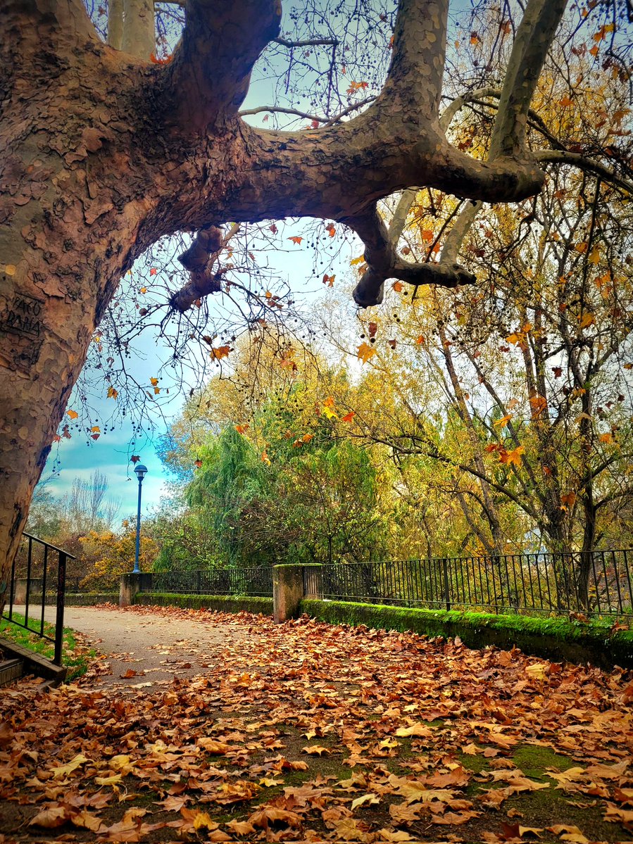 El otoño y sus poderes 
#Ponferrada #Bierzo #ElBierzo