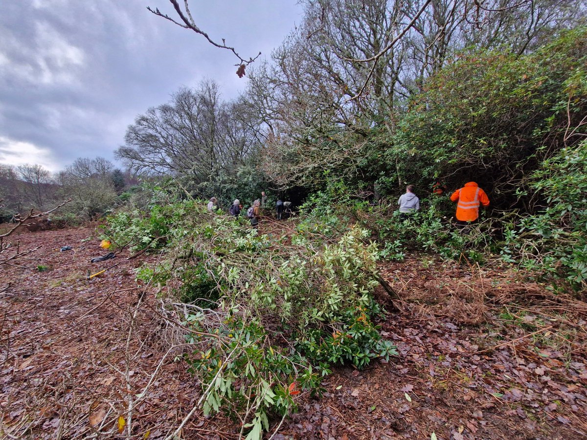 Some of our Rainforest team joined a Lever and Mulch demo day in Tayvallich last week with Ferry Wood. Such a useful, hands-on session.

Want to learn more about tackling Rhododendron ponticum? Join us at our Kilmory Hub on 11 Dec:  buff.ly/lP29M9o

#ScotlandsRainforest