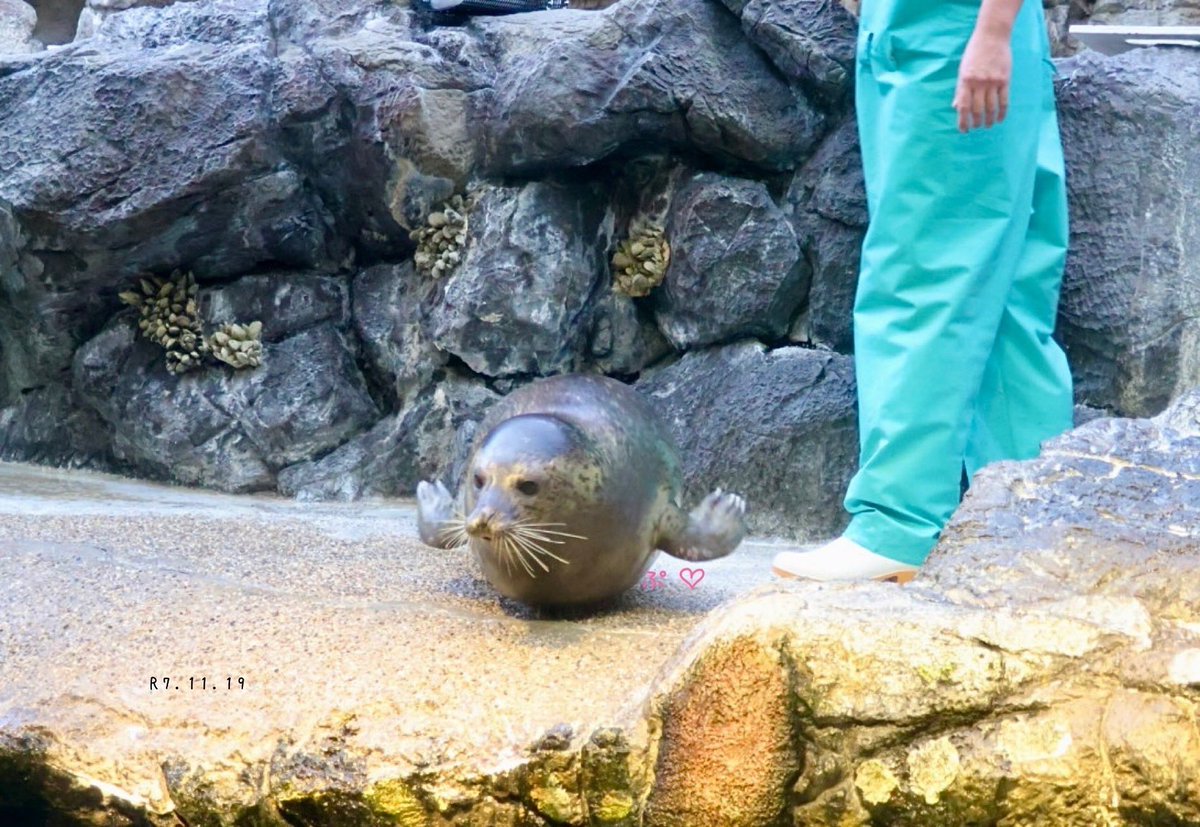 ぷ♡
可愛すぎるぷ♡
アザラシの妖精かな？🧚♡
#海遊館 #おんぷ姫🎀 #可愛いぷりんせす
#ぷ活