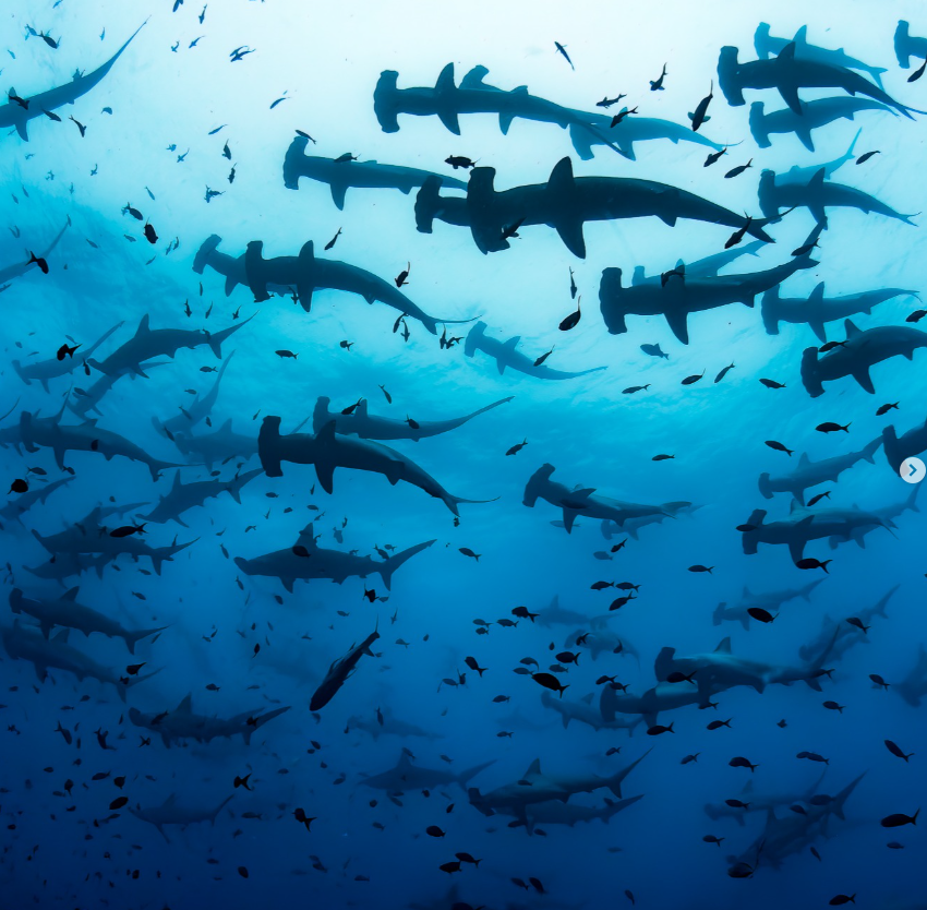 Minimal Spaces left on our Galapagos Liveaboard Trip - mailchi.mp/2f0cfb656c38/m…