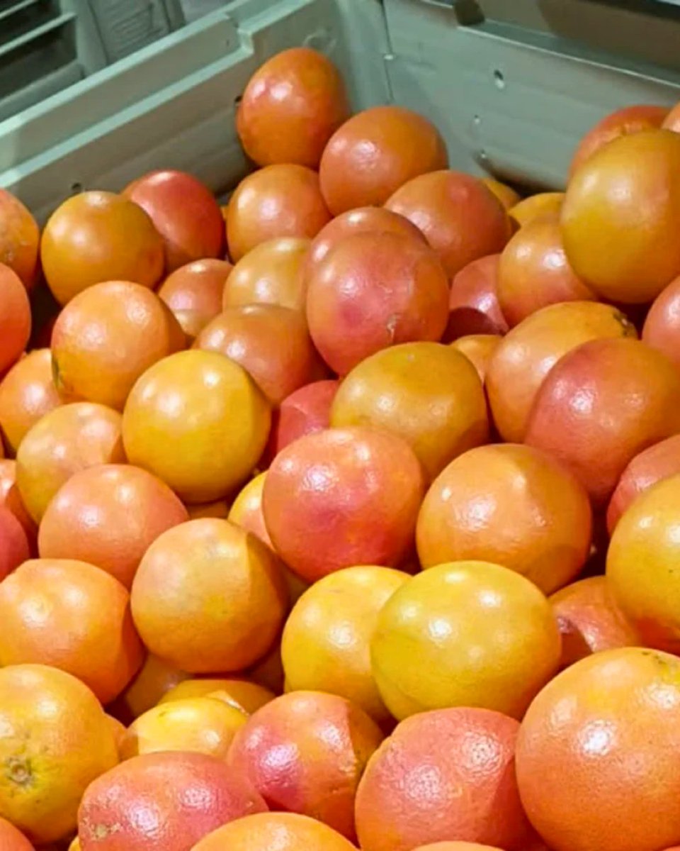 🍊 Texas #citrus season is off to a strong start with early harvests showing excellent #quality and #flavor as packing ramps up. Producers expect steady movement as the season builds.

Read more 👉 thepacker.com/news/produce-c…

#TIPA #TexasProduce #FreshProduce #Grapefruit