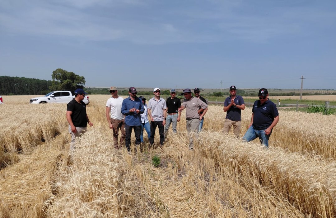 ✨ Investigación y desarrollo.

Esta semana recorrimos junto al equipo de <a href="/macciocultivar/">Pedro Maccio y Cía. S.A.</a> los ensayos de nuevos productos en trigo, cebada y maíz 🌾

🔬 Vimos resultados muy esperanzadores para el presente y el futuro, demostrando que la investigación y la innovación realmente