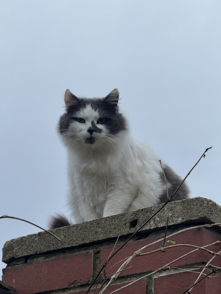 SpanielsSuper's tweet image. We’ve been feeding her for 11 months, she’s gained weight, she’s now a solid little girl, her coat is beautiful, thick &amp;amp; healthy, she allows me to cut her tats off…… sometimes, other times there’s fisticuffs 🥴#Ouch 

She just hasn’t moved in #Yet 

#MoveInMartha