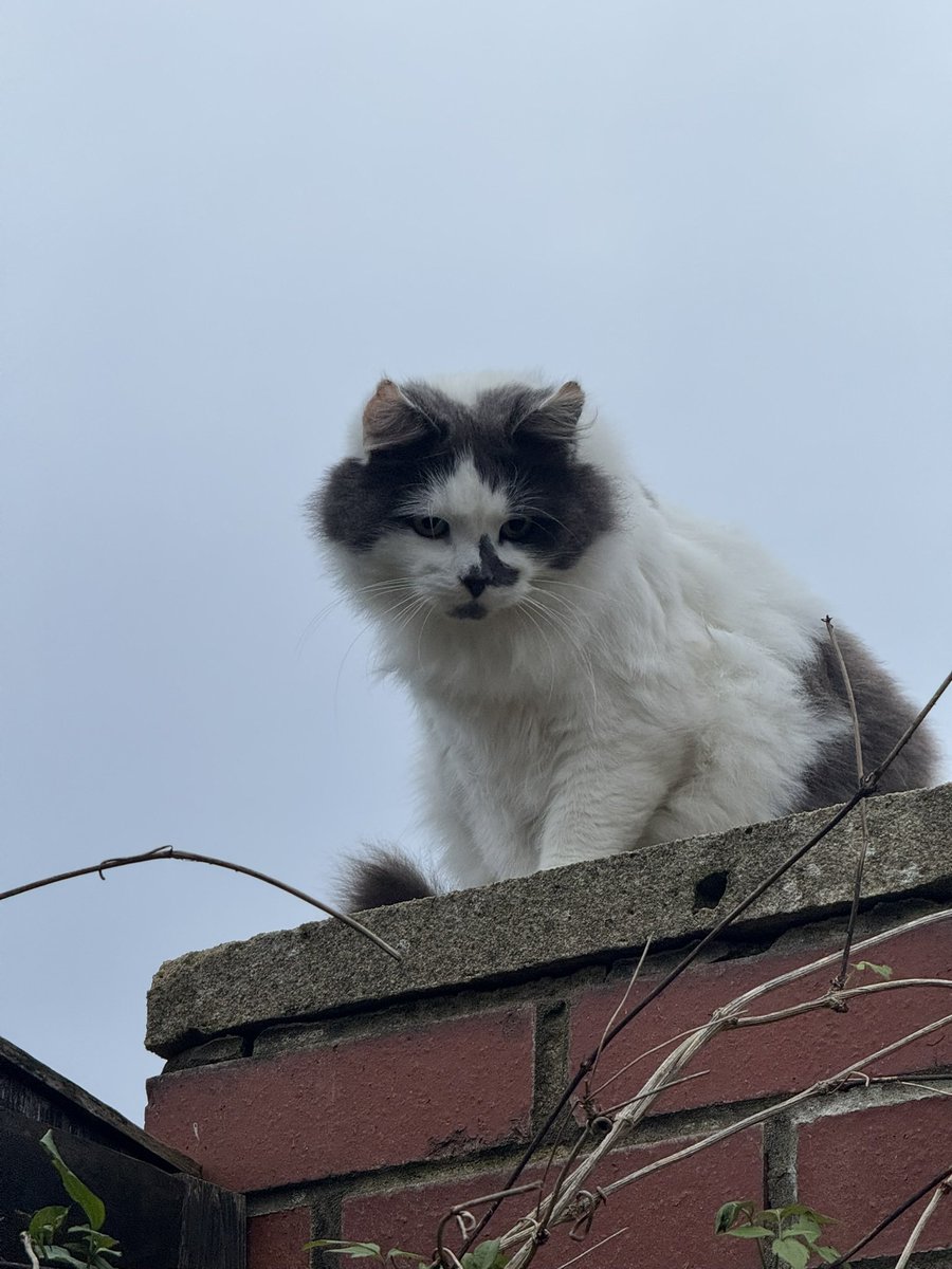 SpanielsSuper's tweet image. We’ve been feeding her for 11 months, she’s gained weight, she’s now a solid little girl, her coat is beautiful, thick &amp;amp; healthy, she allows me to cut her tats off…… sometimes, other times there’s fisticuffs 🥴#Ouch 

She just hasn’t moved in #Yet 

#MoveInMartha