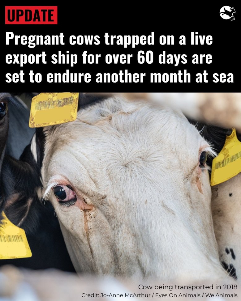 Het vreselijke drama voor 2900 koeien die al maanden vastzitten op zee gaat maar door. Tientallen dieren stierven al en 140 bevielen van een kalfje onder gruwelijke omstandigheden.
Wij roepen de <a href="/WOAH/">World Organisation for Animal Health</a> op om nu de dieren te redden. 
Hier onze brandbrief: tinyurl.com/5fxzz8pp