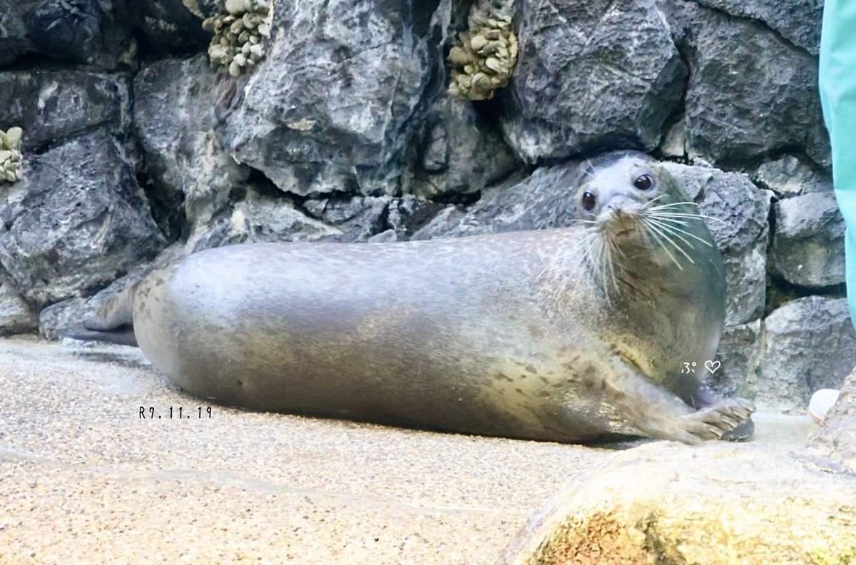 ぷ♡
お目目きゅるんきゅるんだぷ♡
可愛すぎてたまらんのう♡╰(*´︶`*)╯♡
#海遊館 #おんぷ姫🎀 #可愛いぷりんせす
#ぷ活♡