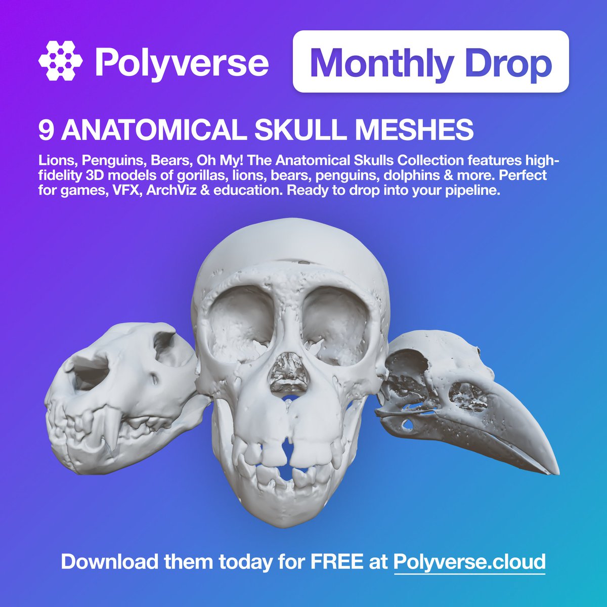 HelloPolyverse's tweet image. 🦴 November 2025 Asset Drop is live! 

Introducing the Anatomical Skulls Collection featuring high-fidelity 3D models of gorillas, lions, bears, penguins, dolphins &amp;amp; more. Perfect for games, VFX, ArchViz &amp;amp; education. Ready to drop into your pipeline.

✅ Download and more: Link…