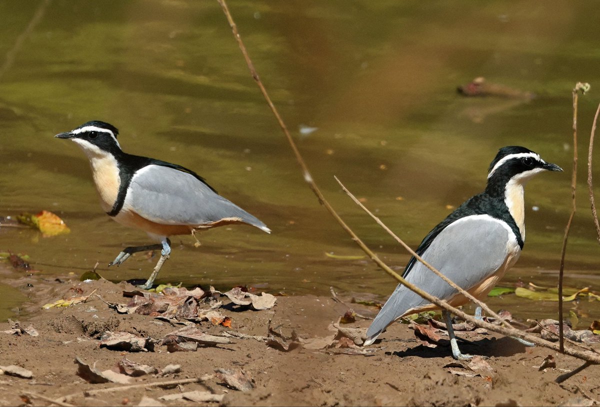 Natural Newbiggin tweet media