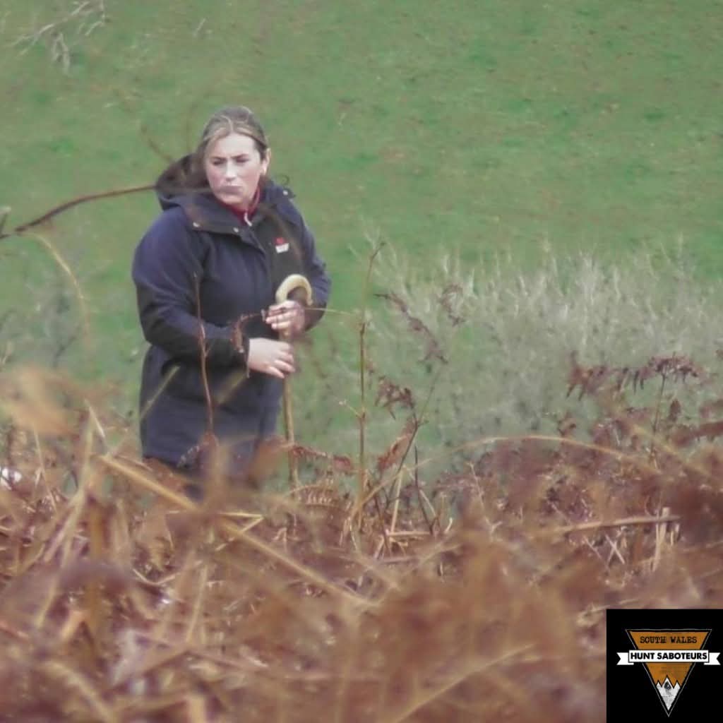 SWalesHuntSabs's tweet photo. Sennybridge Farmers – 15 November 2025 part 2

As per our previous post, the Sennybridge Farmers Hunt were hunting foxes on Aberyscir Common last Saturday.  At one point they also hunted on farm land south west of Cwm-pistyll...
Full report here: https://t.co/XnlGwJkz9X https://t.co/iY62NGeyIx
