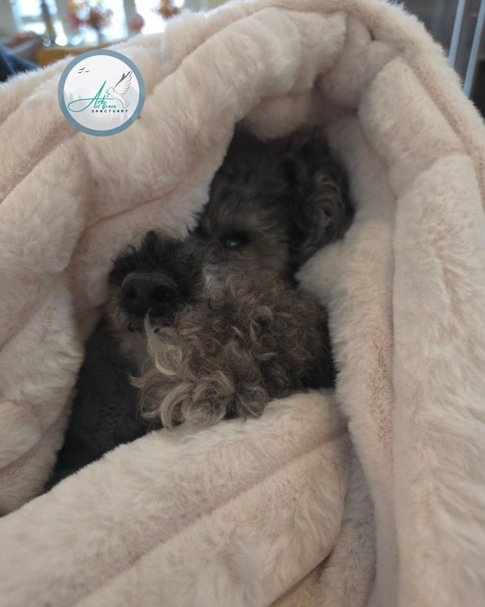 AmandaGrace_AOG's tweet photo. Buster, the toy poodle, is demonstrating that being cute and comfy is a full-time endeavor.🐾 Did you know that the animals at the Ark have a wish list? 🐕 https://t.co/VucMvcZQ6b 
Explore: https://t.co/iS18az57HX 

#animalsanctuary #animal #world #adoptdogs #adoptanimals  #animallovers #rescue #kindness #animallover  #cute #dog #toypoodle #comfy #NewYork #ArkofGrace #ArkofGraceSanctuary