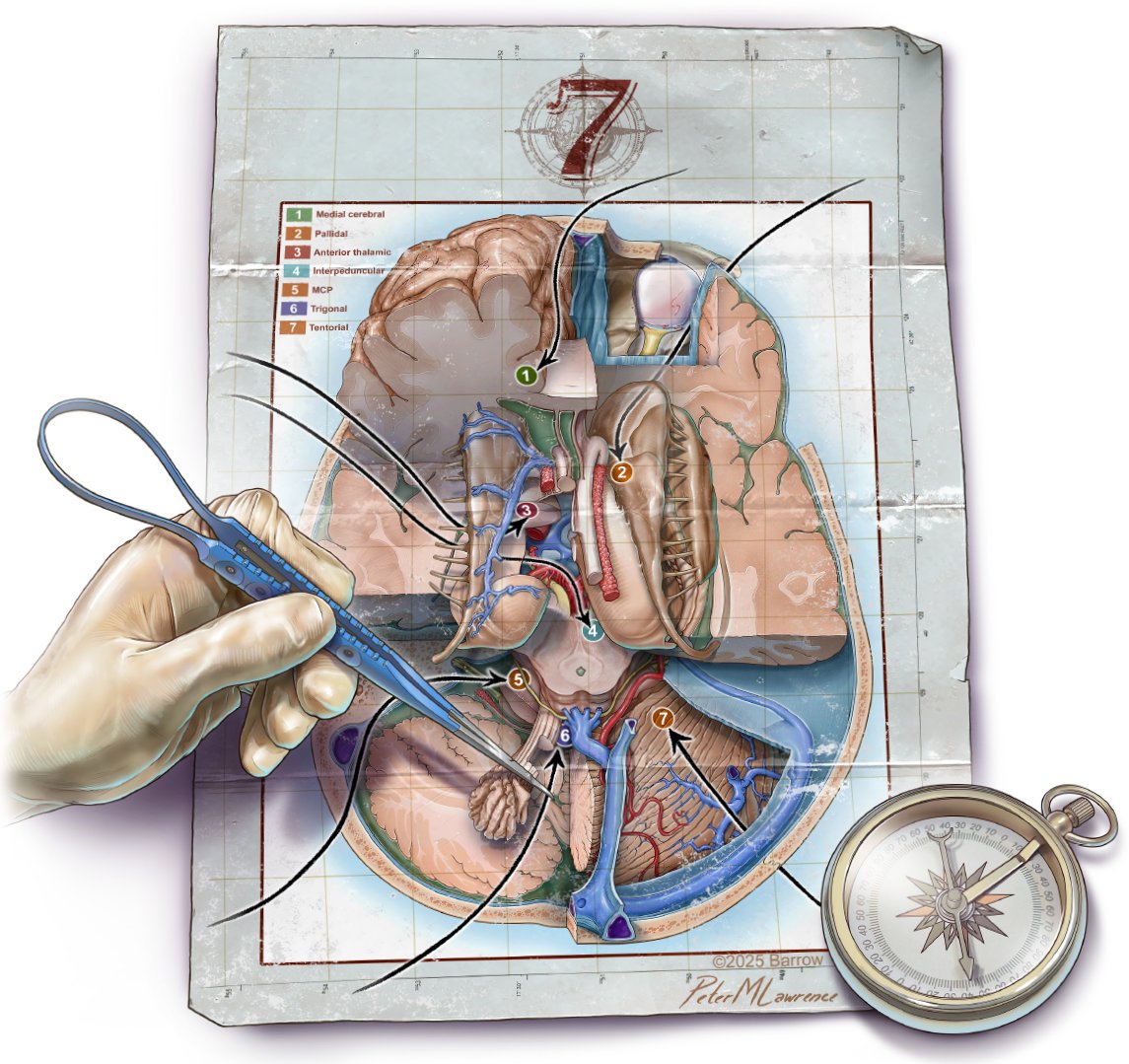 mtlawton's tweet image. &quot;The brain, specifically the human cortex, is the universe’s most sophisticated system of seemingly unrelated neural parcels interconnected through white matter tracts and synchronized electrically with spikes and oscillations of variable amplitudes, frequencies, and phases. This…