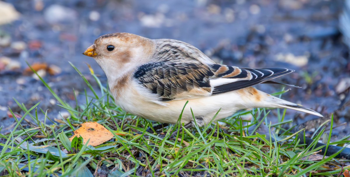 SNOW BUNTING - The Edderthorpe bird yesterday