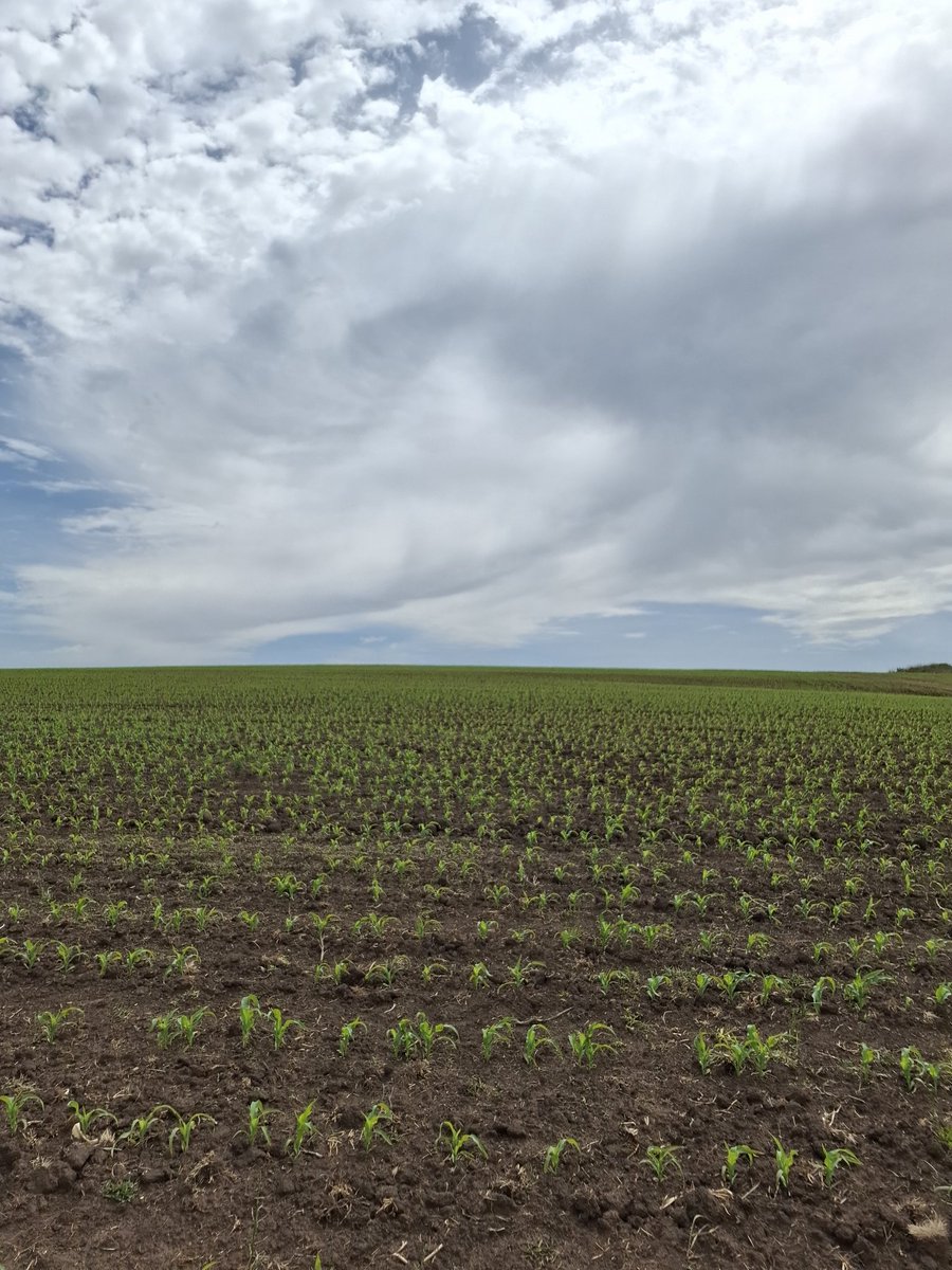 Ensayo de maíz 🌽 sur de Uy #agro #farm #maiz #corn #agricultura